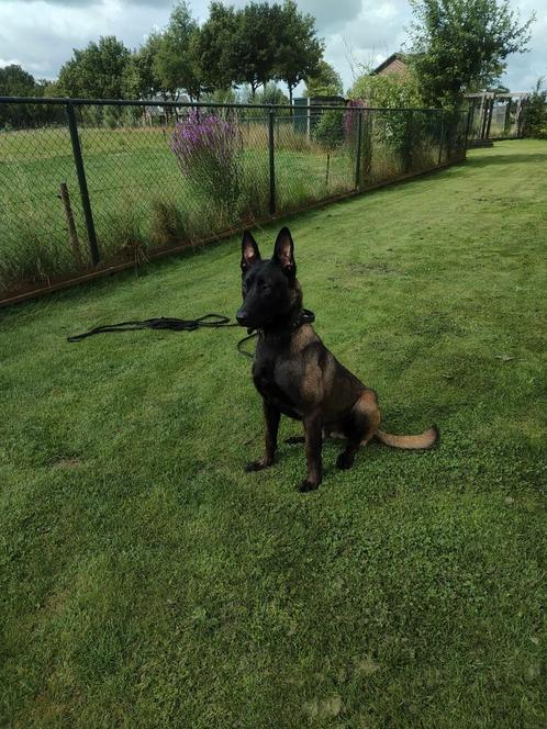 Mechelse herder dekreu, Dieren en Toebehoren, Honden | Dekreuen, Reu, Particulier, Eén hond, Nederland, 1 tot 2 jaar, CDV (hondenziekte)