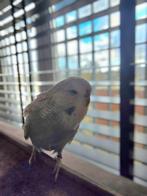 Engelse Parkiet(Man) Handtam 12-Weken, Dieren en Toebehoren, Vogels | Parkieten en Papegaaien, Mannelijk, Parkiet, Pratend