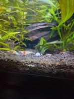 Crystal PRL garnalen, Kreeft, Krab of Garnaal