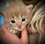 Prachtige en lieve raszuivere Ragdoll kittens stamboom, Dieren en Toebehoren, Katten en Kittens | Raskatten | Langhaar, Meerdere dieren