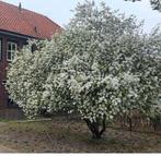 Boom, Overige soorten, Lente, 250 tot 400 cm, Ophalen