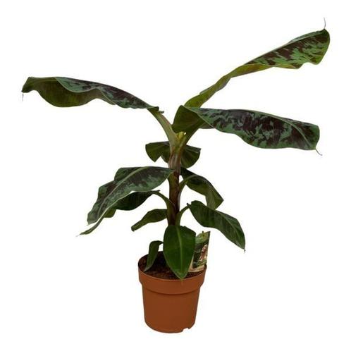 Musa - 80cm - Ø21cm, Huis en Inrichting, Kamerplanten, Overige soorten, Minder dan 100 cm, Ophalen of Verzenden