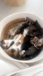 Kittens, Dieren en Toebehoren, Kater, Kortharig, 0 tot 2 jaar