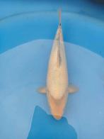 shiro utsuri tosai, Dieren en Toebehoren, Vissen | Vijvervissen, Karper of Koi