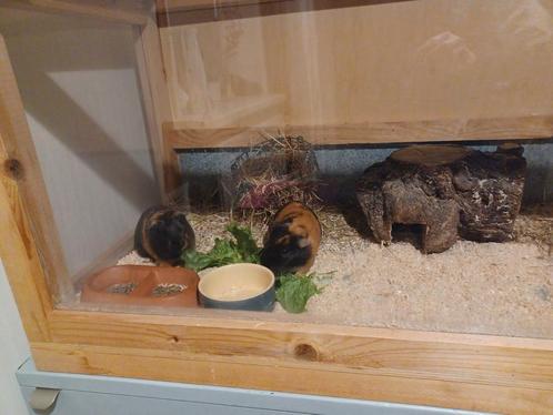 Cavia verblijf exclusief Cavia's, Dieren en Toebehoren, Knaagdieren, Voor 1 juli 2024