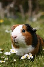 Gezocht cavia's, Dieren en Toebehoren, Januari, Meerdere dieren, Cavia