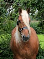 Superlieve Comtois (met papier) 8 jarige merrie, Merrie, Minder dan 160 cm, Zadelmak, 3 tot 6 jaar