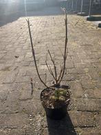 Viburnum lantana Sneeuwbal - Winterharde struik, Tuin en Terras, Planten | Tuinplanten, Volle zon, Vaste plant, Lente, Ophalen