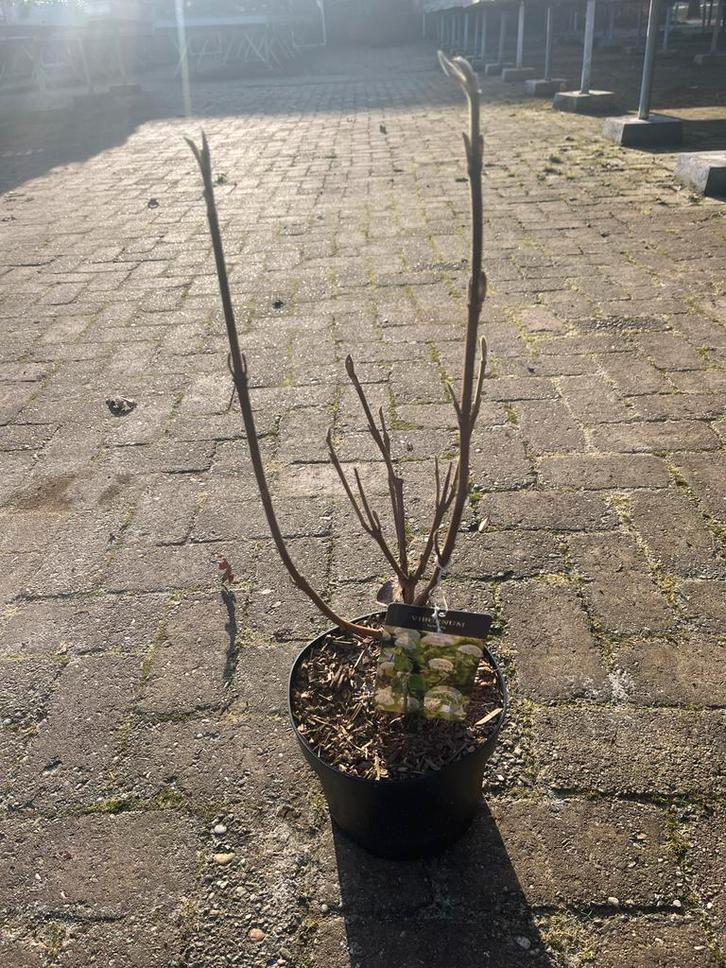 Viburnum lantana Sneeuwbal - Winterharde struik, Tuin en Terras, Planten | Tuinplanten, Vaste plant, Overige soorten, Volle zon