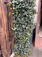 Klimplant hedera incl. Klimrek gratis, Ophalen, Halfschaduw, Overige soorten, 100 tot 250 cm