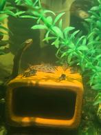 Aspidoras Black Fin (Corydoras), Vis