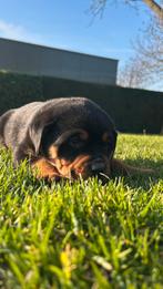 Mooie  grove rottweiler pup/pups🐕🐕, 8 tot 15 weken, Parvo, Meerdere dieren, Eén hond
