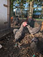 Amrock haan, Dieren en Toebehoren, Pluimvee, Mannelijk, Kip