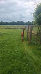 Alpaca dekhengst., Dieren en Toebehoren, Augustus, Mannelijk