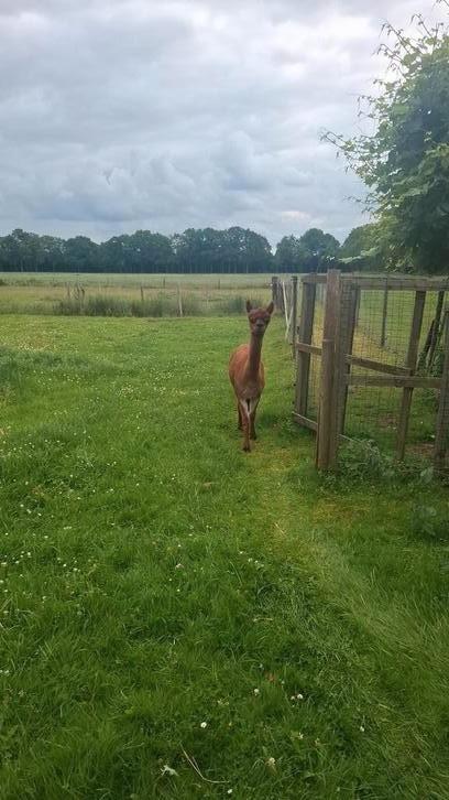 Alpaca dekhengst., Dieren en Toebehoren, Overige Dieren, Mannelijk, Augustus