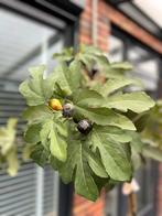 Kunst vijfenboom intratuin, Tuin en Terras, Planten | Bomen, Overige soorten, 100 tot 250 cm, Zomer, Ophalen