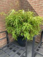 Bamboe plant zonder pot (niet woekerende Bamboe), Tuin en Terras, Planten | Tuinplanten, Vaste plant, Ophalen of Verzenden, Overige soorten