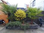 Palmbomen, 100 tot 250 cm, Zomer, Palmboom, Ophalen