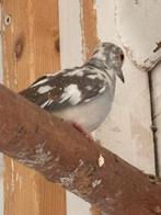 Bonte diamant duif, Dieren en Toebehoren, Vrouwelijk