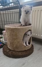 100% Ragdoll kittens – met enting & dierenartscheck, Meerdere dieren, Langharig, 0 tot 2 jaar