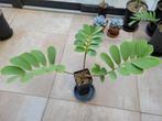 Zamia furfuracea palmvaren, Overige soorten, Minder dan 100 cm, Groene kamerplant, Halfschaduw