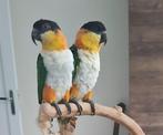 2 zwartkop caique zoeken nieuw huisje/baasje, Dieren en Toebehoren, Vrouwelijk, Papegaai, Geringd