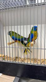 Koppel turquoisines, Dieren en Toebehoren, Meerdere dieren, Parkiet