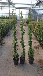 Hedera 150 cm mooi dikke goedvertakt 4 pm 6,95 pst, Ophalen, Vaste plant, Bloeit niet, Halfschaduw
