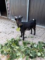 Zwart dwerggeitenbokje te koop., Dieren en Toebehoren, Schapen, Geiten en Varkens, Mannelijk, Geit