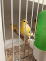 3 geel bonte kanaries., Dieren en Toebehoren, Vogels | Kanaries, Meerdere dieren, Kleurkanarie