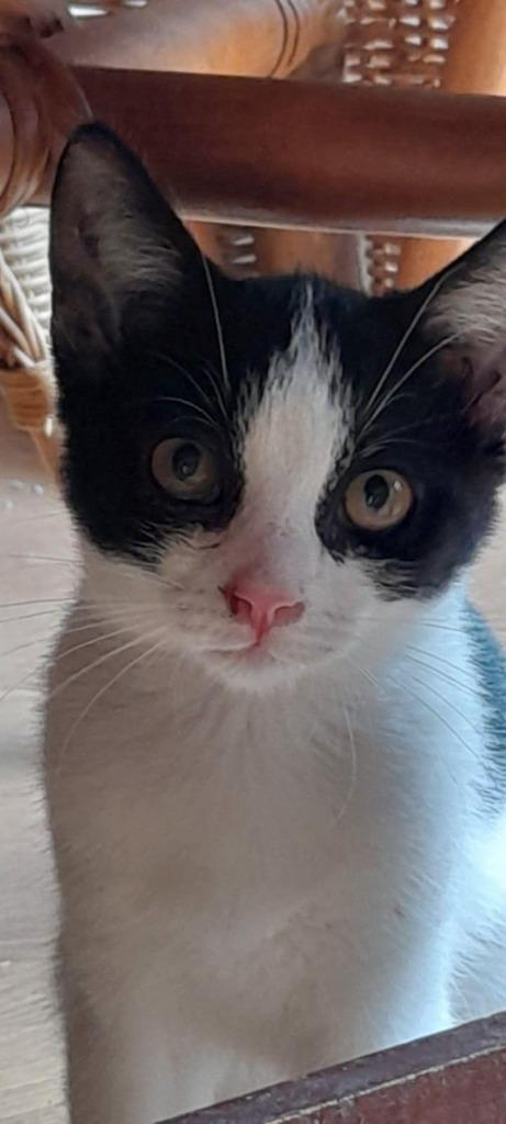 7 leuke kittens, Dieren en Toebehoren, Katten en Kittens | Overige Katten, Kortharig, Meerdere dieren, 0 tot 2 jaar