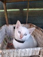 Volbloed Siamese kittens, Meerdere dieren, Gechipt, 0 tot 2 jaar