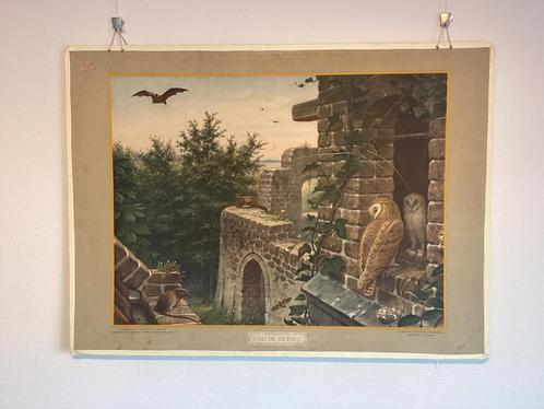 Mooie oude schoolplaat M.A. Koekoek Bij de Ruine met boekje, Antiek en Kunst, Antiek | Schoolplaten, Ophalen