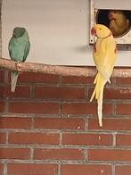 Aqua opaline split bleekstaart pop, Dieren en Toebehoren, Vogels | Parkieten en Papegaaien, Vrouwelijk, Parkiet, Geringd