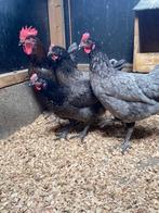 Bleu de landes kippen | Goede leggers | Gezellige kippen, Dieren en Toebehoren, Pluimvee, Vrouwelijk, Kip