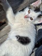 Kitten , 7 weken oud, Dieren en Toebehoren, Katten en Kittens | Overige Katten, Poes