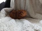 Superschattige cavia, Dieren en Toebehoren, Knaagdieren, Juli, Mannelijk, Cavia