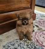 Pomchi pup, Parvo, 8 tot 15 weken, Eén hond, Nederland