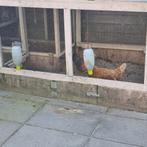 2 kippen, Dieren en Toebehoren, Pluimvee