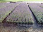Tuinplanten vaste planten Lavendel Lavandula, Volle zon, Vaste plant, Zomer, Ophalen