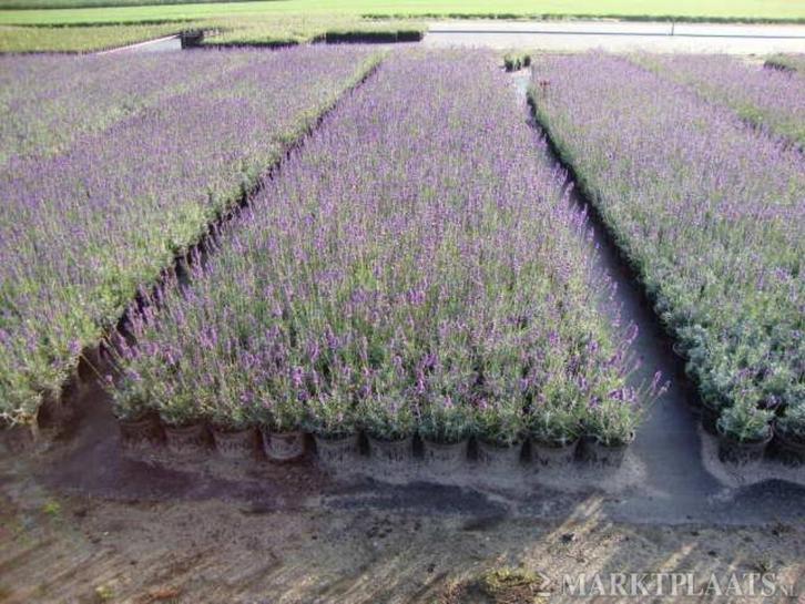 Tuinplanten vaste planten Lavendel Lavandula, Tuin en Terras, Planten | Tuinplanten, Vaste plant, Overige soorten, Volle zon, Zomer