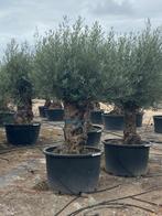 Olijven Bonsai 140/160 omtrek stam 500 liter, Tuin en Terras, Planten | Bomen, Ophalen of Verzenden, Volle zon, Overige soorten