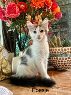 Zuivere Noorse Boskat kittens, Meerdere dieren, Ontwormd, 0 tot 2 jaar