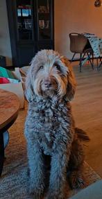 Labradoodle pups, 8 tot 15 weken, Meerdere dieren, Eén hond, Middel