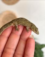 0.1 Eurydactylodes vieillardi (kameleon gekko), Dieren en Toebehoren, Hagedis