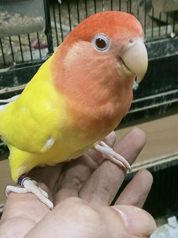Hand tam koppel agapornis roseicollie opaline lutino  beschikbaar voor biedingen