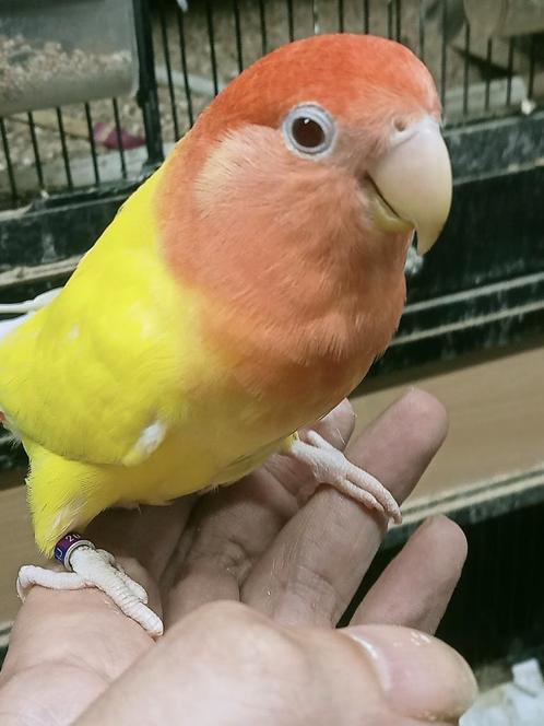 Hand tam koppel agapornis roseicollie opaline lutino, Dieren en Toebehoren, Vogels | Parkieten en Papegaaien, Dwergpapegaai of Agapornis