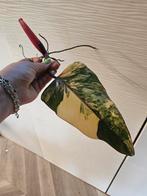 Philodendron strawberry shake stek, Overige soorten, Minder dan 100 cm, Ophalen of Verzenden, Halfschaduw