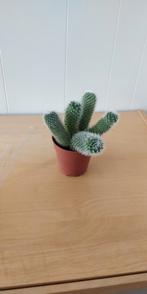 Cactus plant with vase, Ophalen of Verzenden