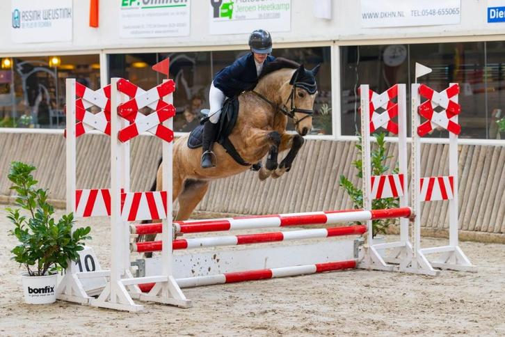 Prachtige allround pony, Dieren en Toebehoren, Paarden en Pony's | Overige Paardenspullen, Nieuw, Springen, Ophalen